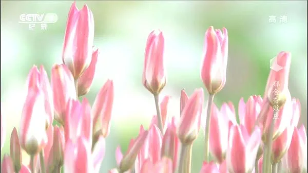 资产泡沫事件