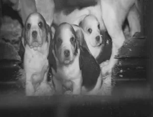揭秘英国狗贩罪行 Britains Puppy Dealers Exposed 2016 英语中英双字幕 高清纪录片