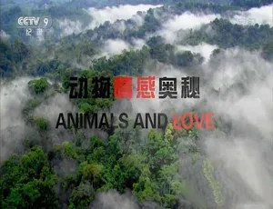 动物情感奥秘 Animals and Love 高清双语全2集纪录片