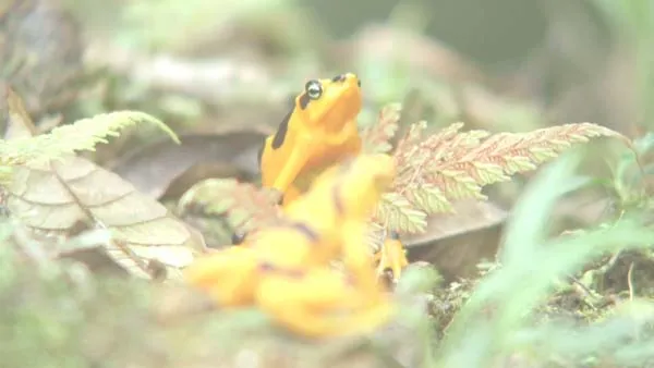 透明皮肤生物适应