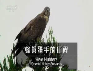 蜂巢猎手：东方蜂鹰生存之战 Hive Hunters:Oriental Honey Buzzards 纪录片 高清中文字幕 全1集-蓝海网