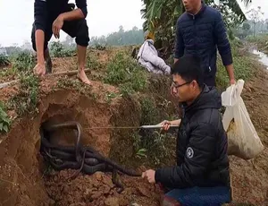 徒手斗巨蟒第二季 1080P高清中文字幕纪录片-蓝海网