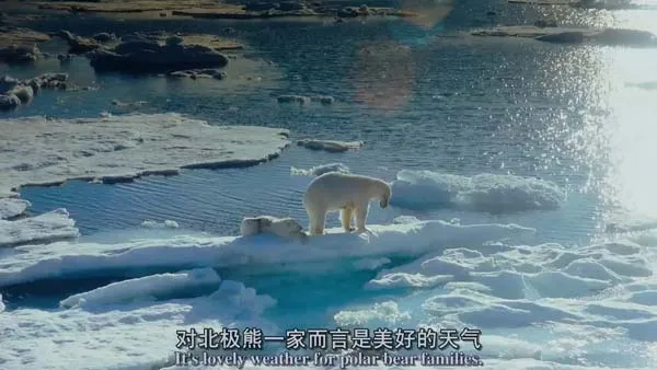 北极熊纪录片