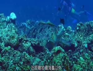 平安龟纪录片4K高清全1集中文字幕完整版免费观看