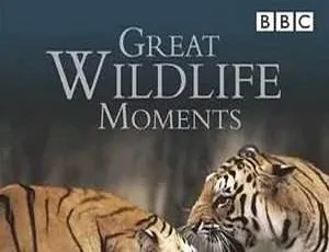 BBC纪录片野生动物奇观全2集 高清英语中字震撼视觉-蓝海网