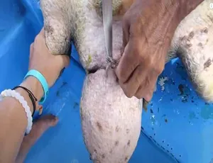 拯救海龟：致命绳索救援 高清全1集