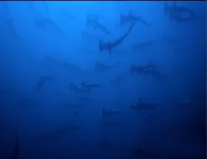 鲨鱼周2018 Shark Week纪录片 全20集 1080P MP4高清 中文字幕