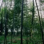 明朝抗倭电影