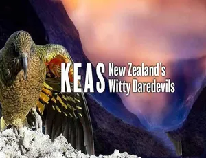 啄羊鹦鹉：新西兰机智冒险家 Keas 中文字幕纪录片