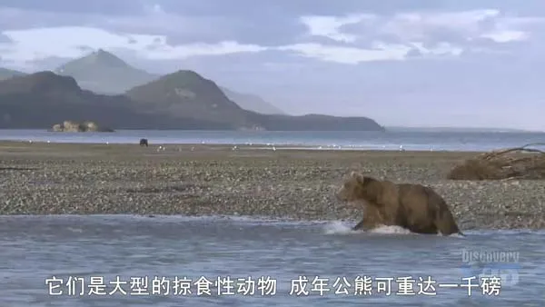 致命动物行为