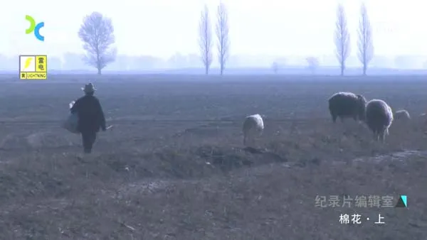 中国棉花产业链纪录片