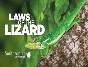 蜥蜴法则 Laws of the Lizard 高清纪录片全集-蓝海网