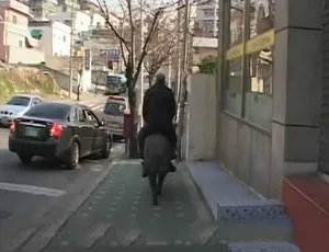 动物迷惑行为 第三季 中文字幕纪录片