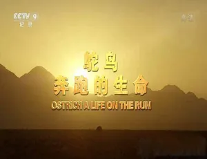 鸵鸟奔跑的生命纪录片 高清全1集中文字幕 Ostrich A Life on the Run-蓝海网