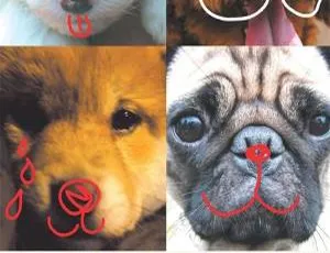 狗狗心事 All About My Dog 儿童成长电影 日语中字版