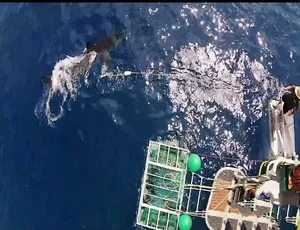 鲨鱼周2017 Shark Week 全20集 1080P高清纪录片 MP4中文字幕-蓝海网