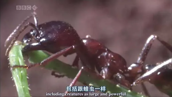 群体智慧生态
