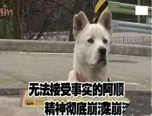 天啊这到底是什么动物 198集高清中字纪录片合集