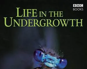 BBC纪录片灌丛下的生命