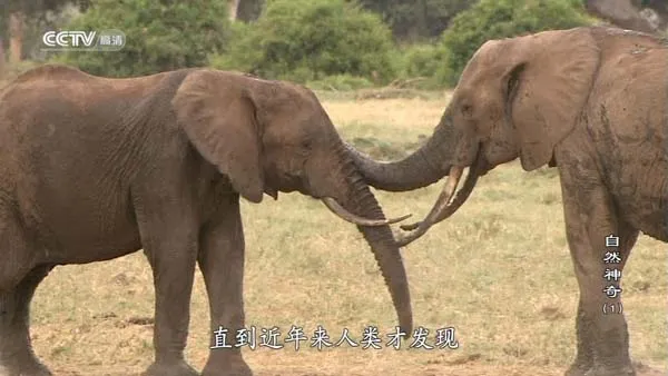 4K超清自然摄影