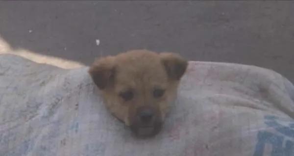 犬之况
