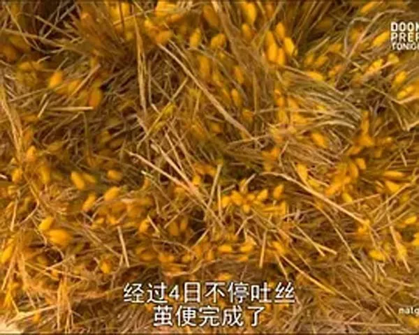 underwear textile technology