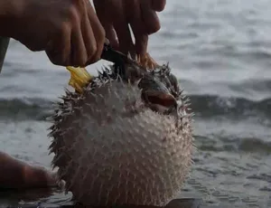 东南亚赶海吃货第二季1080P高清纪录片