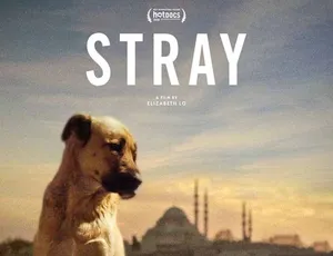 在迷途 Stray 2020 纪录片 英语中字 1080P MP4-蓝海网