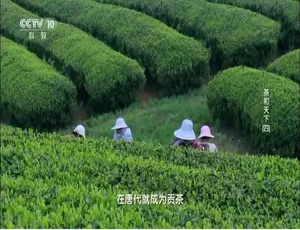 茶和天下2019纪录片 全4集 国语中字 高清完整版