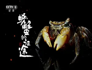 螃蟹的征途 4集全 1080P高清 国语中字纪录片