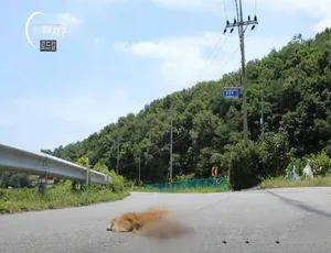 唯一的地球纪录片高清全22集中文字幕珍藏版