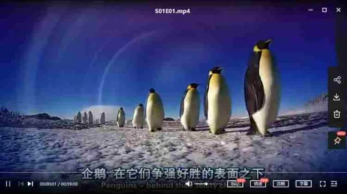 帝企鹅成长纪实