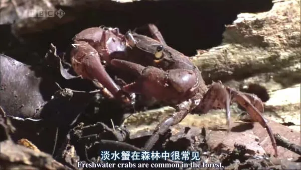 非洲矛蚁纪录片