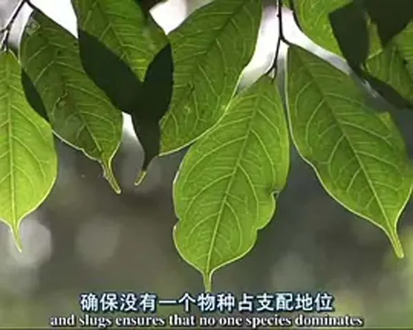 BBC自然世界2006