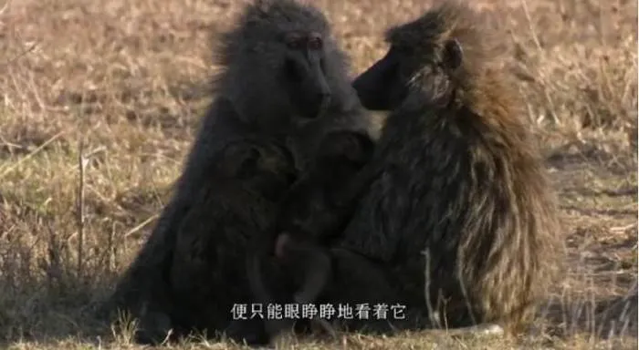 非洲野生动物高清影像