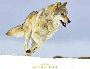 狼之旅 A Wolf’s Journey 纪录片高清完整版