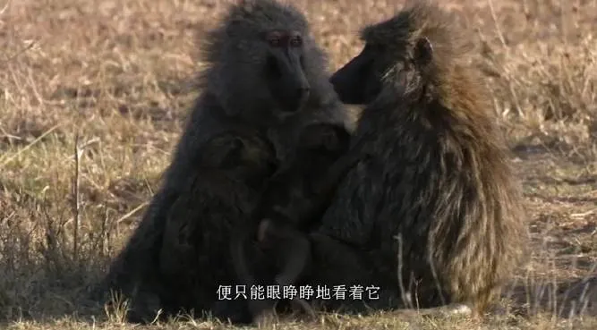 地球板块运动生态