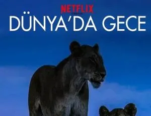 地球的夜晚：Netflix官方纪录片(全6集高清 英语中文字幕)