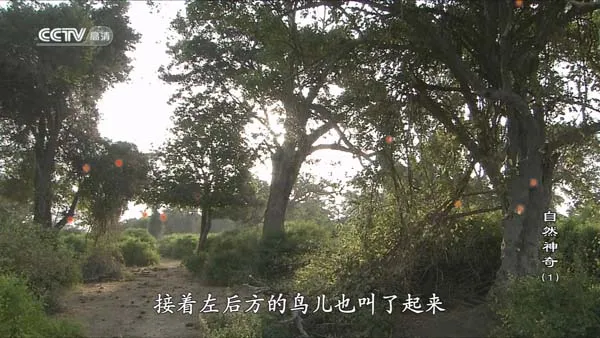 自然奇观纪录片
