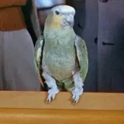 拉丁风情奇幻音乐剧