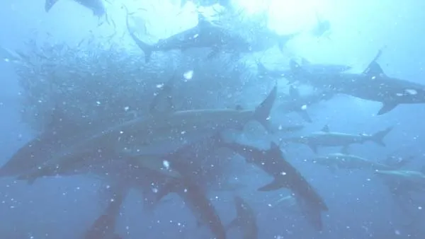 4K海洋生态纪录片