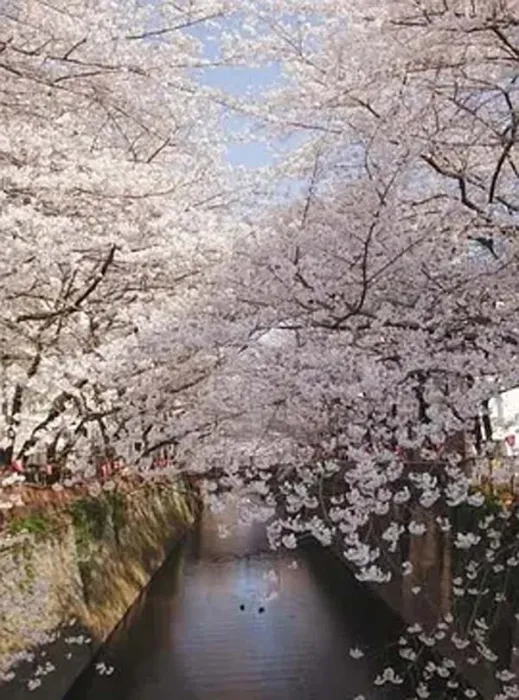 日本樱花纪录片