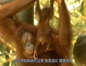 森林动物园英文版动画全26集 - 儿童早教启蒙英语学习适合3-8岁-蓝海网