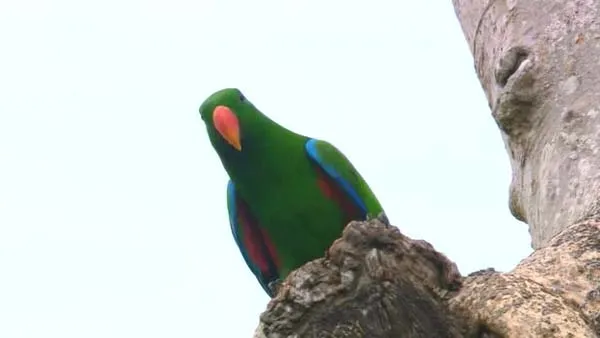 珍稀鸟类影像记录