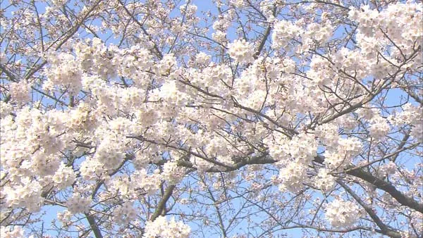 樱花胜地高清影像