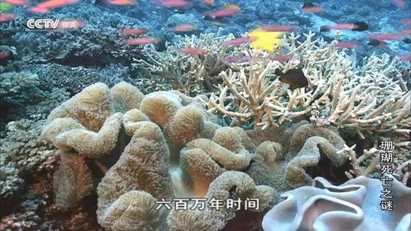 珊瑚生化武器