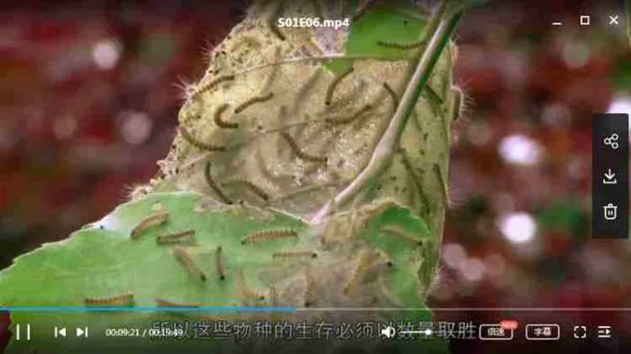 生物科普高清资源