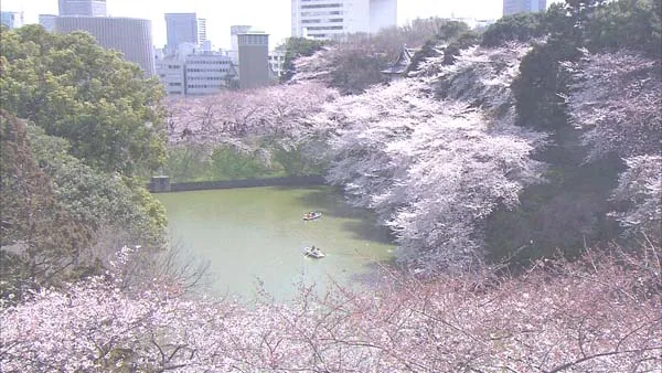 2007樱花珍藏版