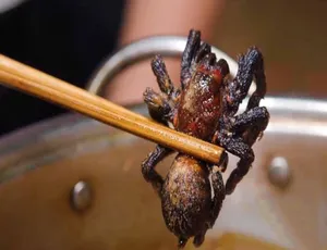 阳光美食家 第五季 1080P高清 中文字幕 纪录片