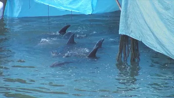 日本太地町海豚捕杀